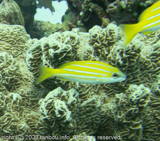 ベンガルフエダイ