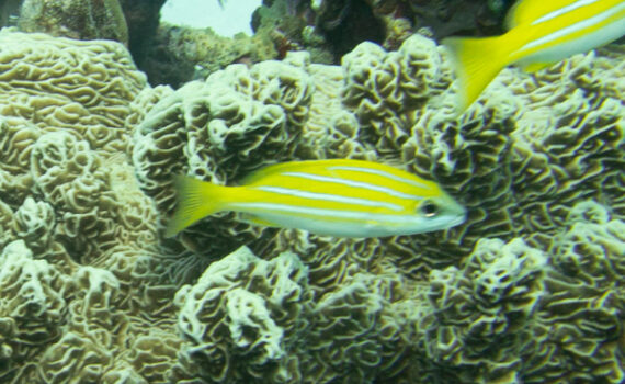 ベンガルフエダイ