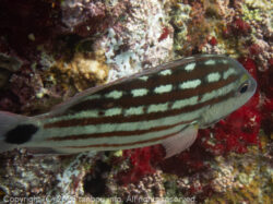 アミメフエダイ