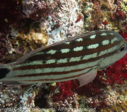 アミメフエダイ