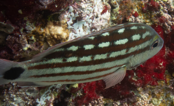 アミメフエダイ