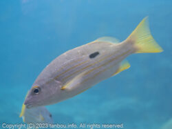 ニセクロホシフエダイ