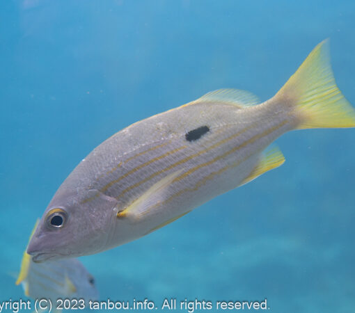 ニセクロホシフエダイ