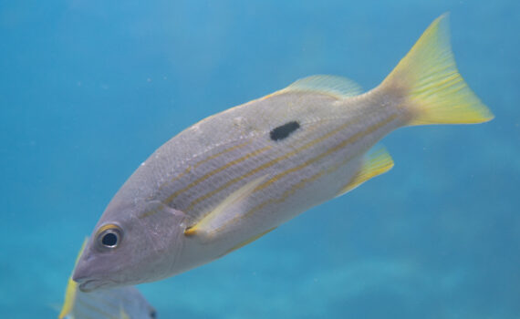 ニセクロホシフエダイ