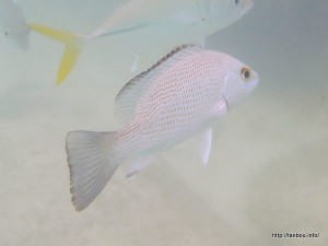 ネズミフエダイ