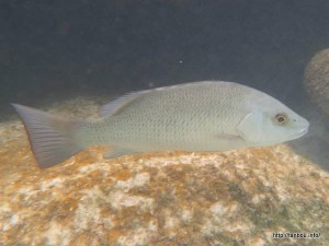 ネズミフエダイ