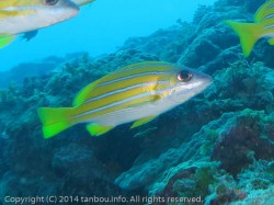 ヨスジフエダイ