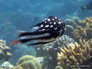 ホホスジタルミ