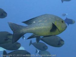 ホホスジタルミ