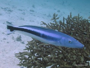 キツネアマダイ