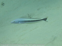 キツネアマダイ