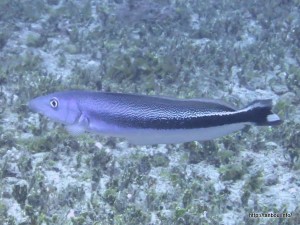 キツネアマダイ