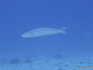 サンドタイルフィッシュ