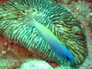 オウゴンニジギンポ