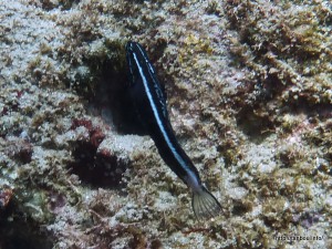 カモハラギンポ