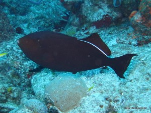 ソロイモンガラ