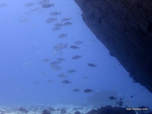 ヨコシマクロダイ