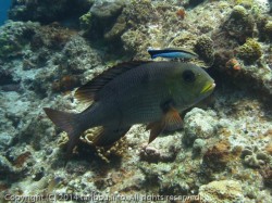 ヨコシマクロダイ