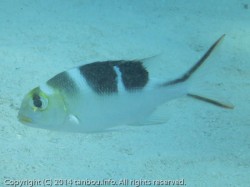 ヨコシマクロダイ