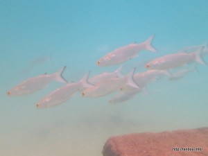 ホワイトマレット