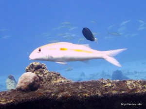 モンツキアカヒメジ