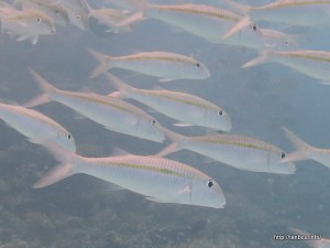 モンツキアカヒメジ