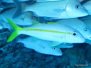 キセンアカヒメジ