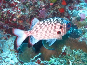 ツマグロマツカサ