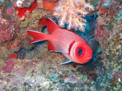 ウロコマツカサ