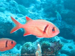 クロオビマツカサ