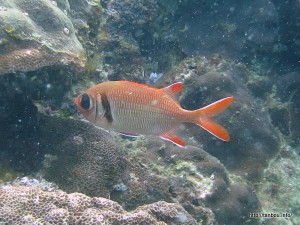 クロオビマツカサ