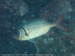 セグロマツカサ