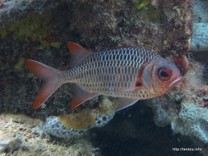 セグロマツカサ