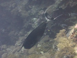 ヒメテングハギ