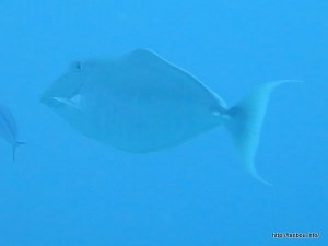 オニテングハギ