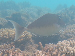 オニテングハギ