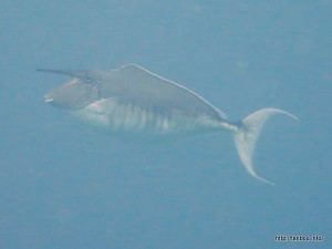 オニテングハギ