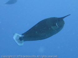 ツマリテングハギ