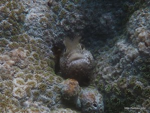 トウシマコケギンポ