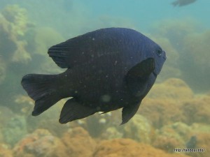 クロスズメダイ