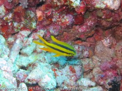 ヒレナガスズメダイ