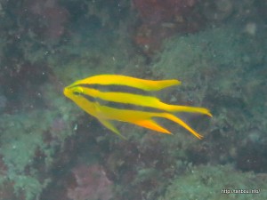 ヒレナガスズメダイ