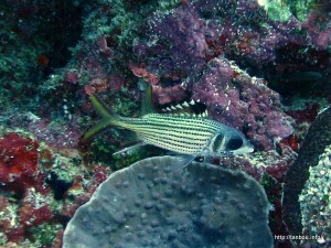 ウケグチイットウダイ