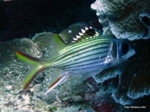 ウケグチイットウダイ