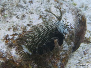 オビテンスモドキ