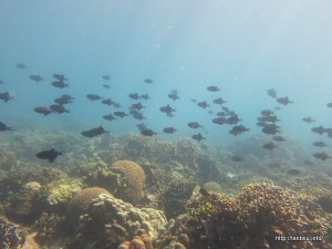 アカモンガラの群れ