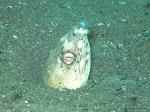 ホタテウミヘビ