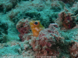 ホシカゲアゴアマダイ