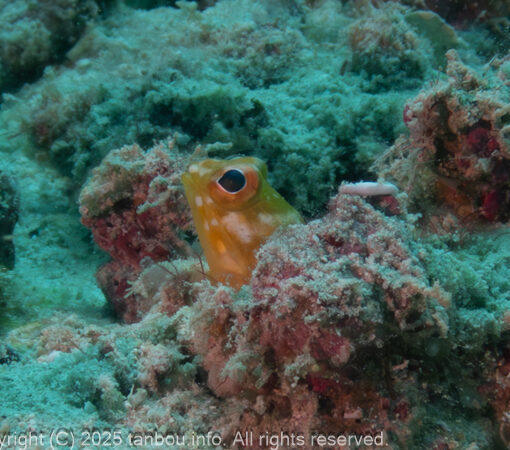 ホシカゲアゴアマダイ