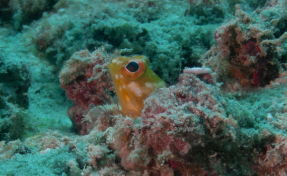 ホシカゲアゴアマダイ